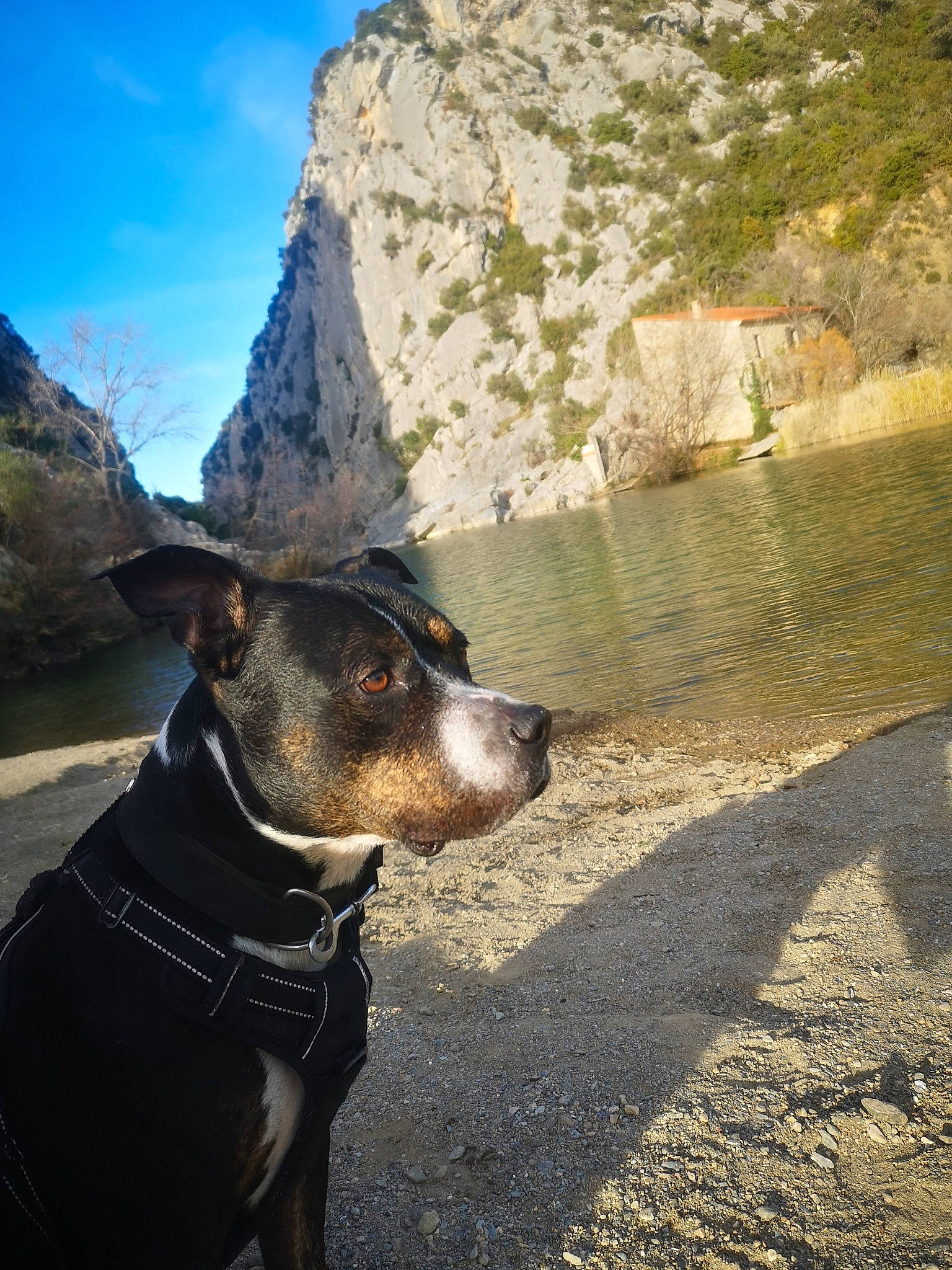Loco participe au concours pour gagner de l'argent avec cette photo : adventure, canidae, carnivore, collar, companion_dog, dog, dog_breed, dog_collar, eyewear, fawn, hat, landscape, leash, mountain, pet_supply, recreation, sky, snout, sporting_group, working_animal