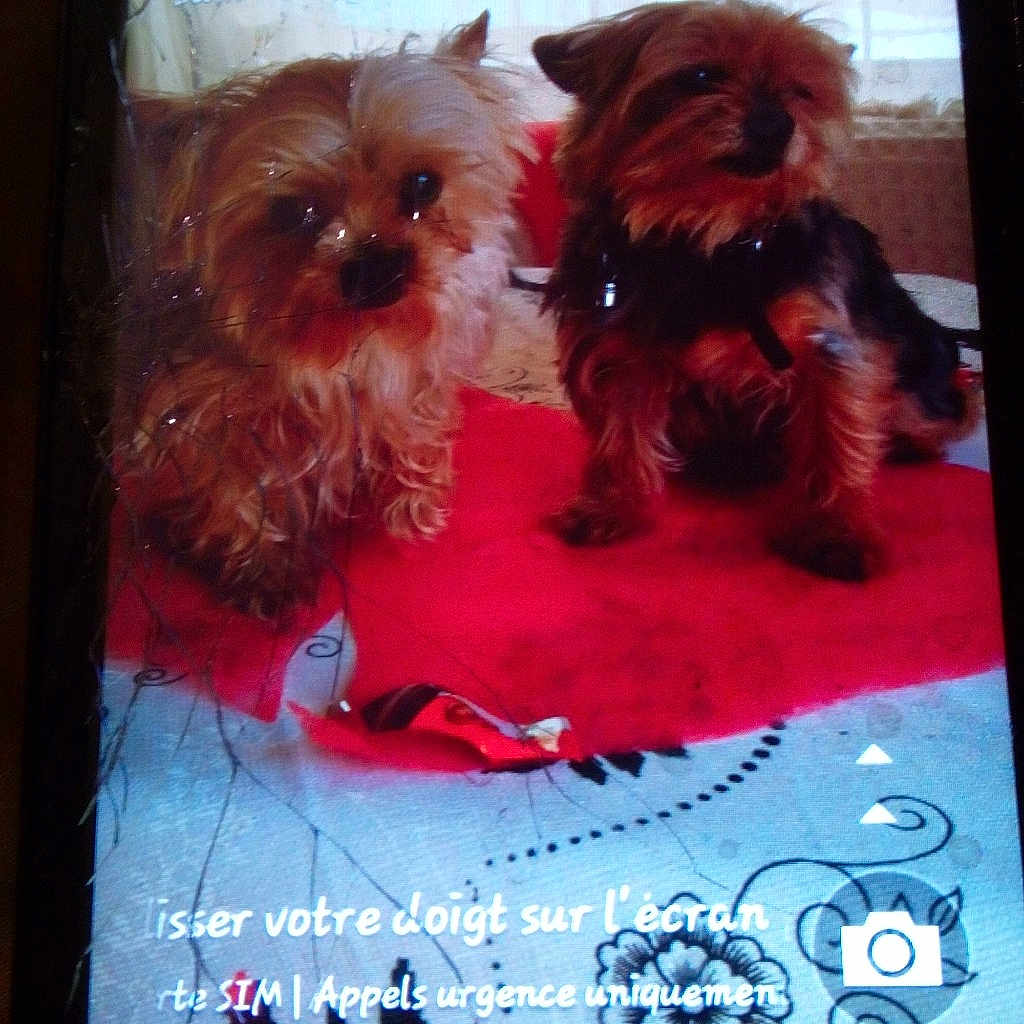 Marcelino a rejoint le concours — aidez-le/la à gagner de superbes lots ! carnivore, communication_device, companion_dog, display_device, dog, dog_breed, dog_clothes, dog_supply, electronic_device, fawn, font, gadget, liver, mobile_phone, multimedia, output_device, pet_supply, portable_communications_device, small_terrier, toy_dog