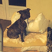 Ice participe au concours pour gagner de l'argent avec cette photo : dog, indoor, destroyed, dog_bed, foam, stuffing, guilty, pet, floor, tile_floor, furniture, home, black_dog, brown_dog, animal, mess, living_room, chewed, seat, domestic_animal