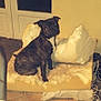 dog, indoor, destroyed, dog_bed, foam, stuffing, guilty, pet, floor, tile_floor, furniture, home, black_dog, brown_dog, animal, mess, living_room, chewed, seat, domestic_animal