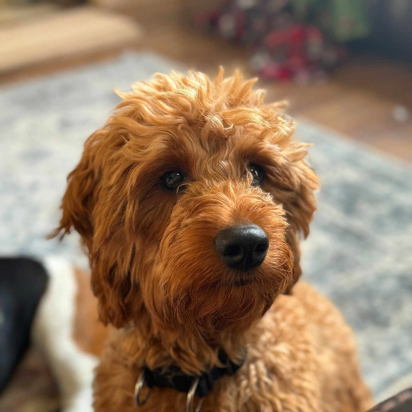 Honey joined the competition — help win amazing prizes! airedale, animal, canine, cockerspaniel, couch, dog, furniture, hardwood, hound, pet, poodle, puppy, terrier, whitedog, wood
