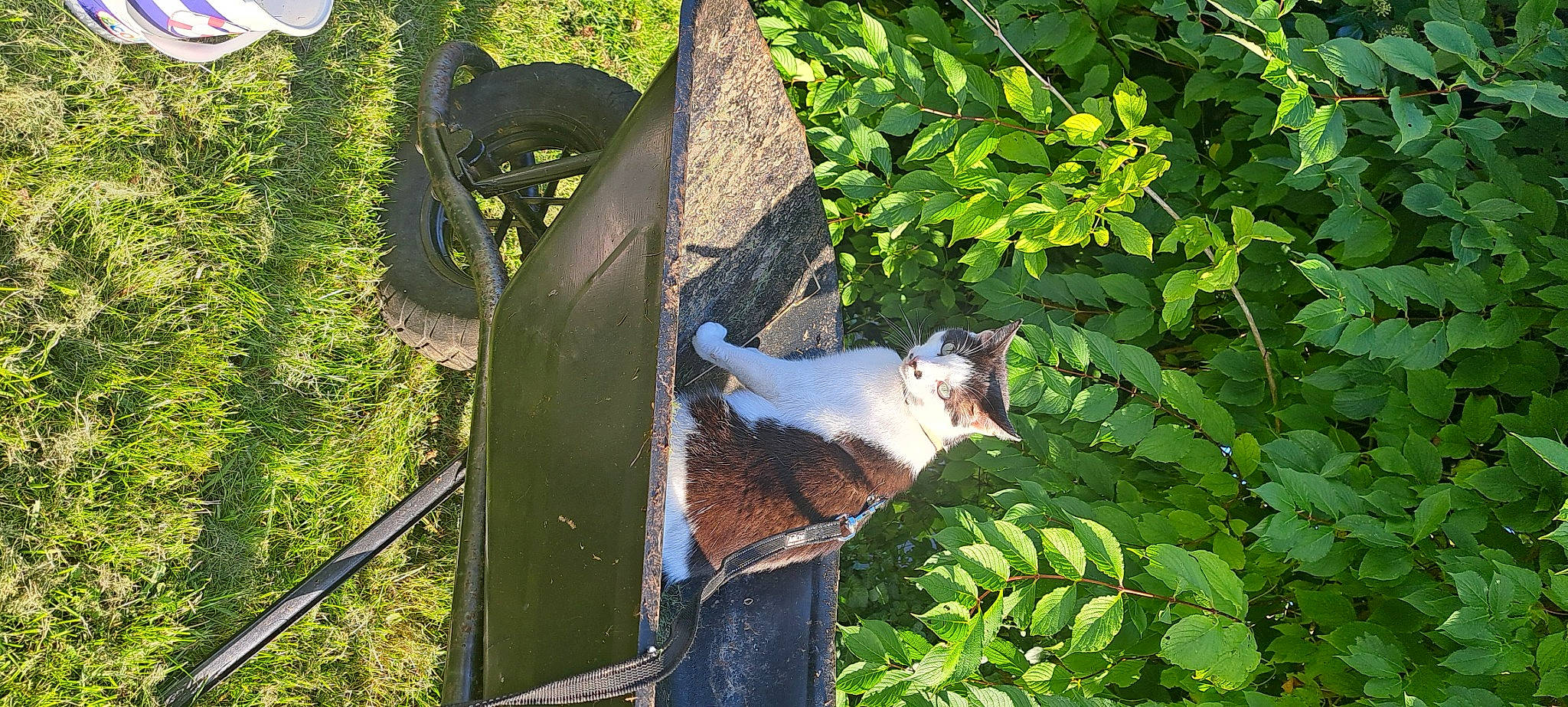 Smocky participe au concours pour gagner de l'argent avec cette photo : canidae, fawn, felidae, garden, grass, groundcover, herb, leaf, plant, small_to_medium_sized_cats, sporting_group, tail, terrestrial_animal, tree, trunk, wildlife, wood