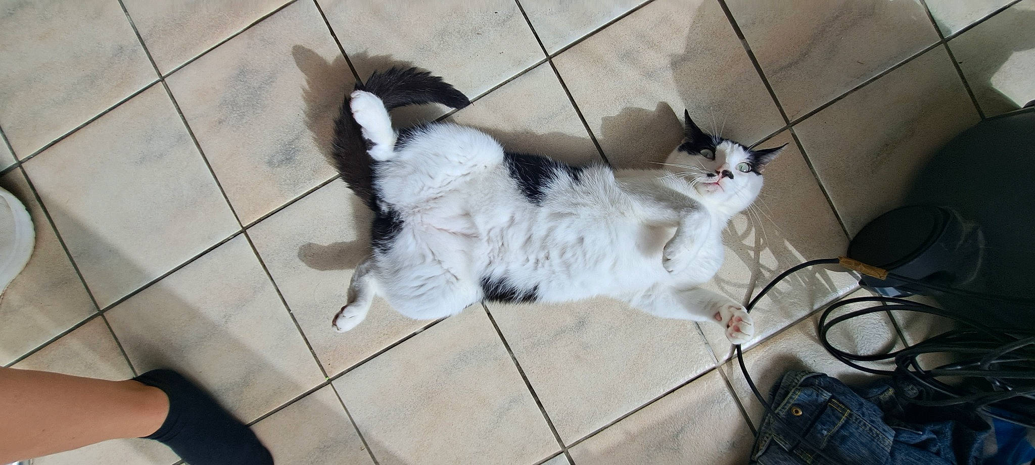 Smocky a rejoint le concours — aidez-le/la à gagner de superbes lots ! canidae, carnivore, cat, claw, companion_dog, dog_breed, domestic_short_haired_cat, felidae, floor, flooring, fur, grey, hardwood, paw, small_to_medium_sized_cats, tail, whiskers