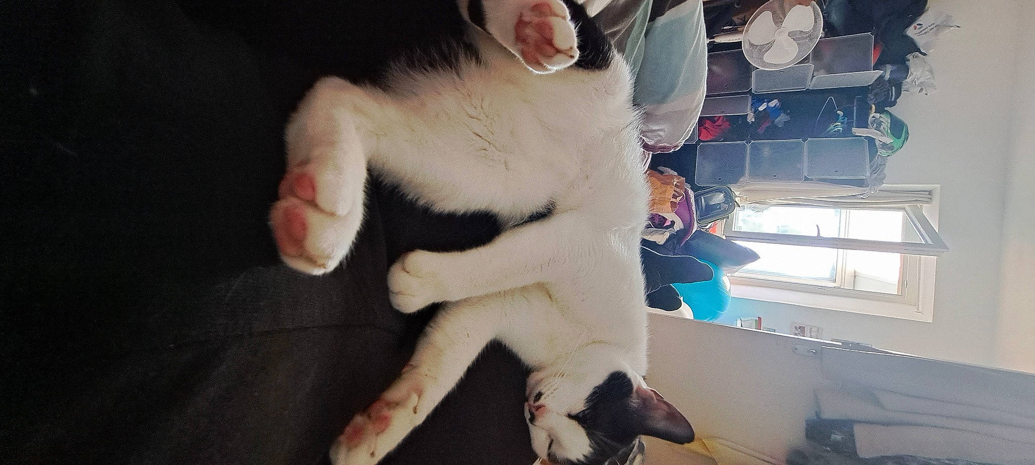 Smocky participe au concours pour gagner de l'argent avec cette photo : canidae, carnivore, cat, claw, companion_dog, dog_breed, domestic_short_haired_cat, fang, fawn, felidae, fur, fur_clothing, gesture, paw, small_to_medium_sized_cats, snout, sporting_group, stuffed_toy, tail, whiskers