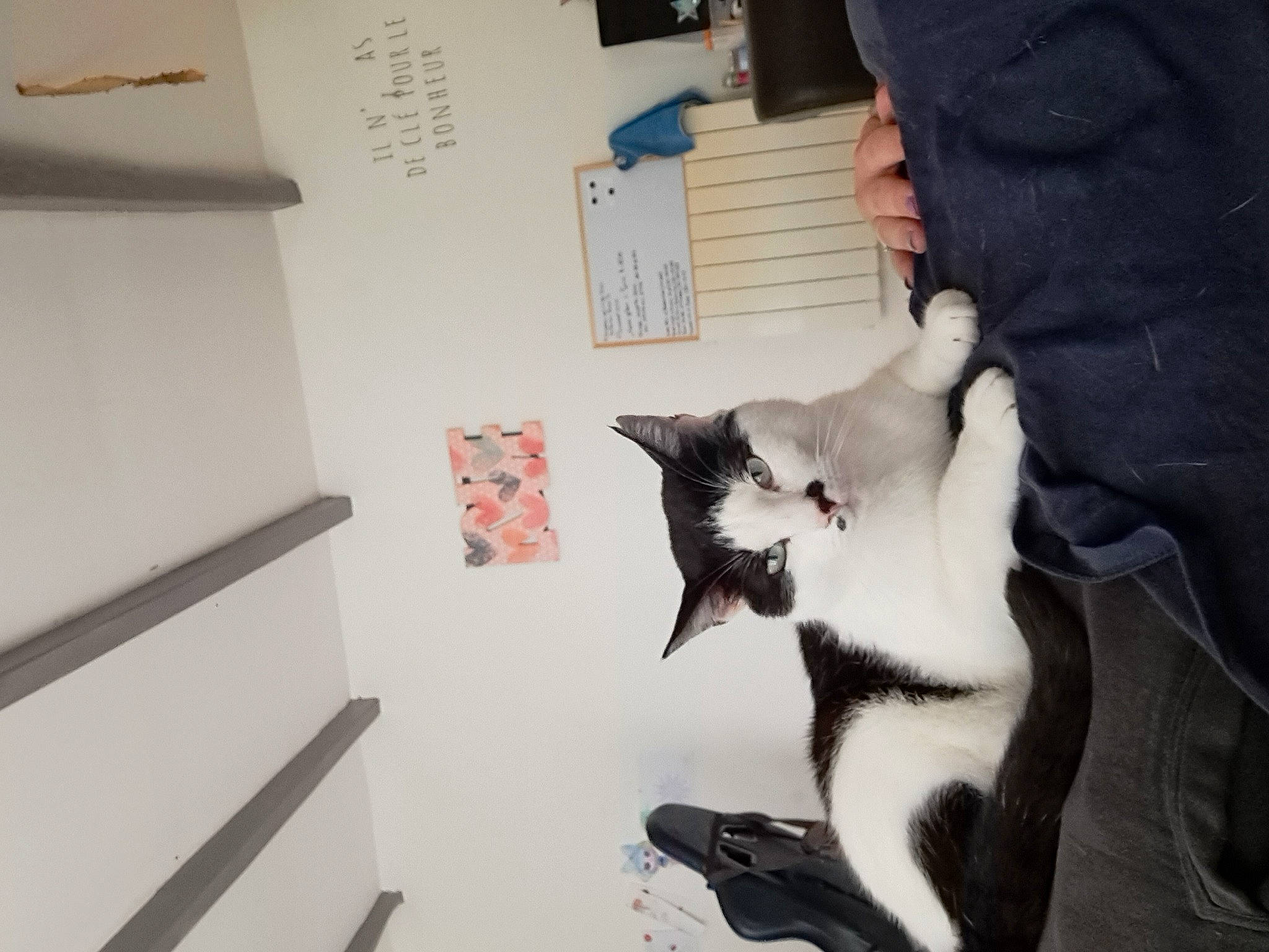 Smocky a rejoint le concours — aidez-le/la à gagner de superbes lots ! canidae, carnivore, cat, comfort, companion_dog, dog_breed, domestic_short_haired_cat, felidae, formal_wear, fur, paw, room, small_to_medium_sized_cats, tail, tree, whiskers, wood