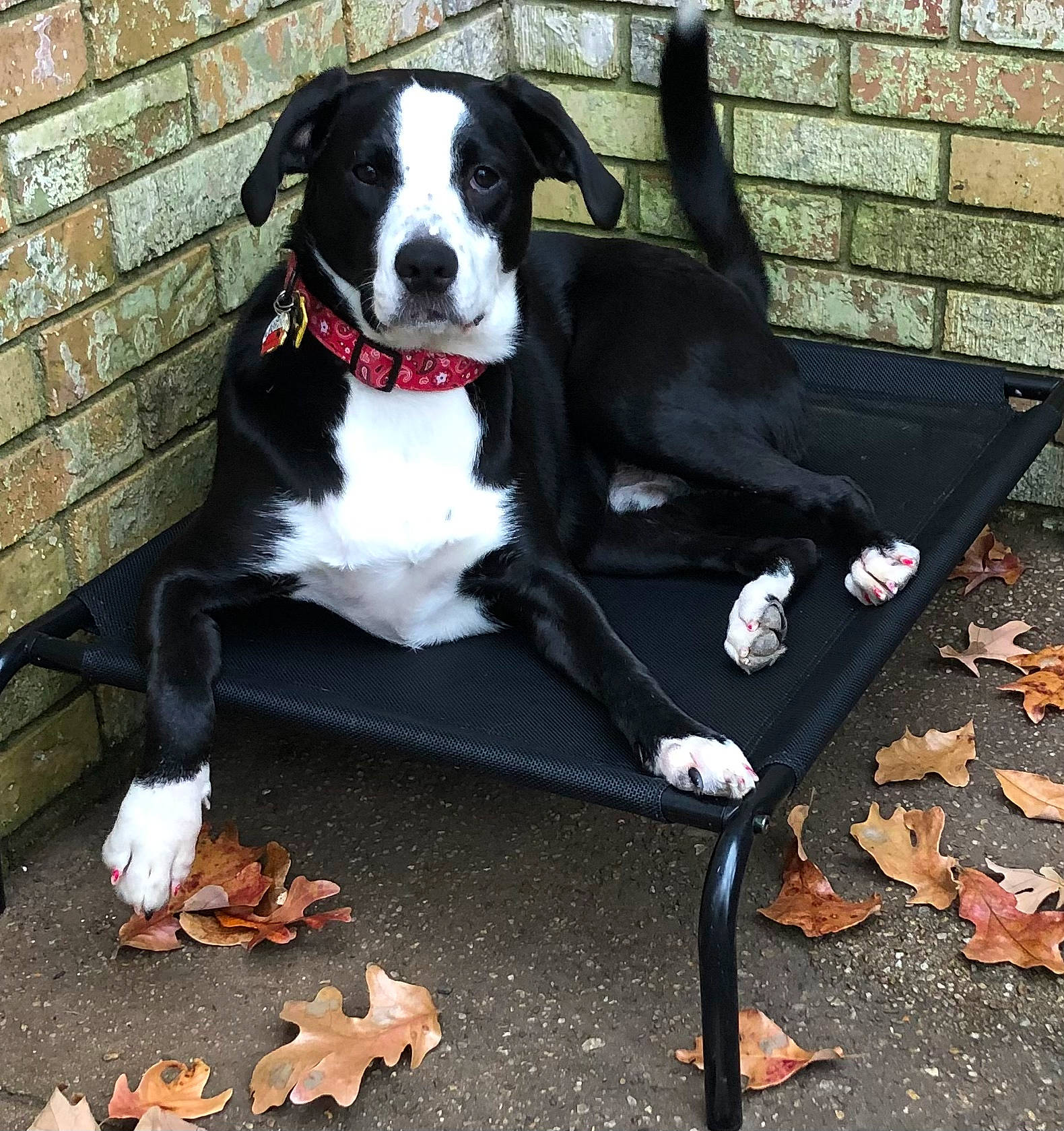 Jimmy joined the competition — help win amazing prizes! borador, brick, brickwork, canidae, carnivore, chair, collar, companion_dog, dog, dog_breed, dog_collar, dog_supply, fur, leash, outdoor_furniture, pet_supply, snout, tail, working_animal, working_dog