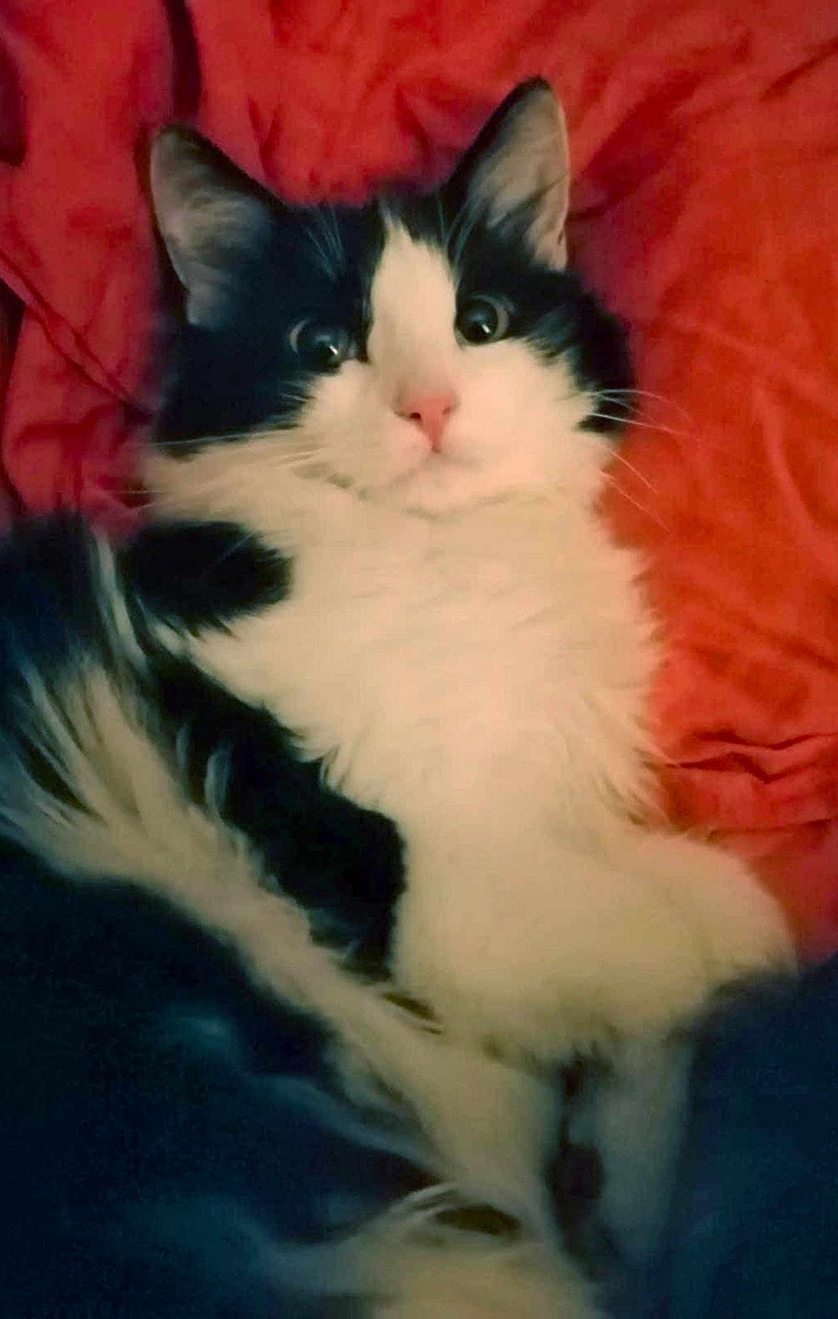 Stella participe au concours pour gagner de l'argent avec cette photo : cat, black_and_white, fluffy, pet, animal, indoor, blanket, fur, cute, lying_down, wide_eyes, pink_nose, whiskers, relaxed, domestic_cat, mammal, soft, cozy, close_up, portrait