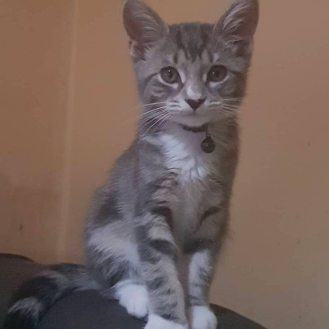 Willow joined the competition — help win amazing prizes! aegean_cat, american_shorthair, american_wirehair, asian, california_spangled, carnivore, cat, domestic_short_haired_cat, dragon_li, european_shorthair, felidae, kitten, maine_coon, mammal, polydactyl_cat, small_to_medium_sized_cats, tabby_cat, tail, vertebrate, whiskers