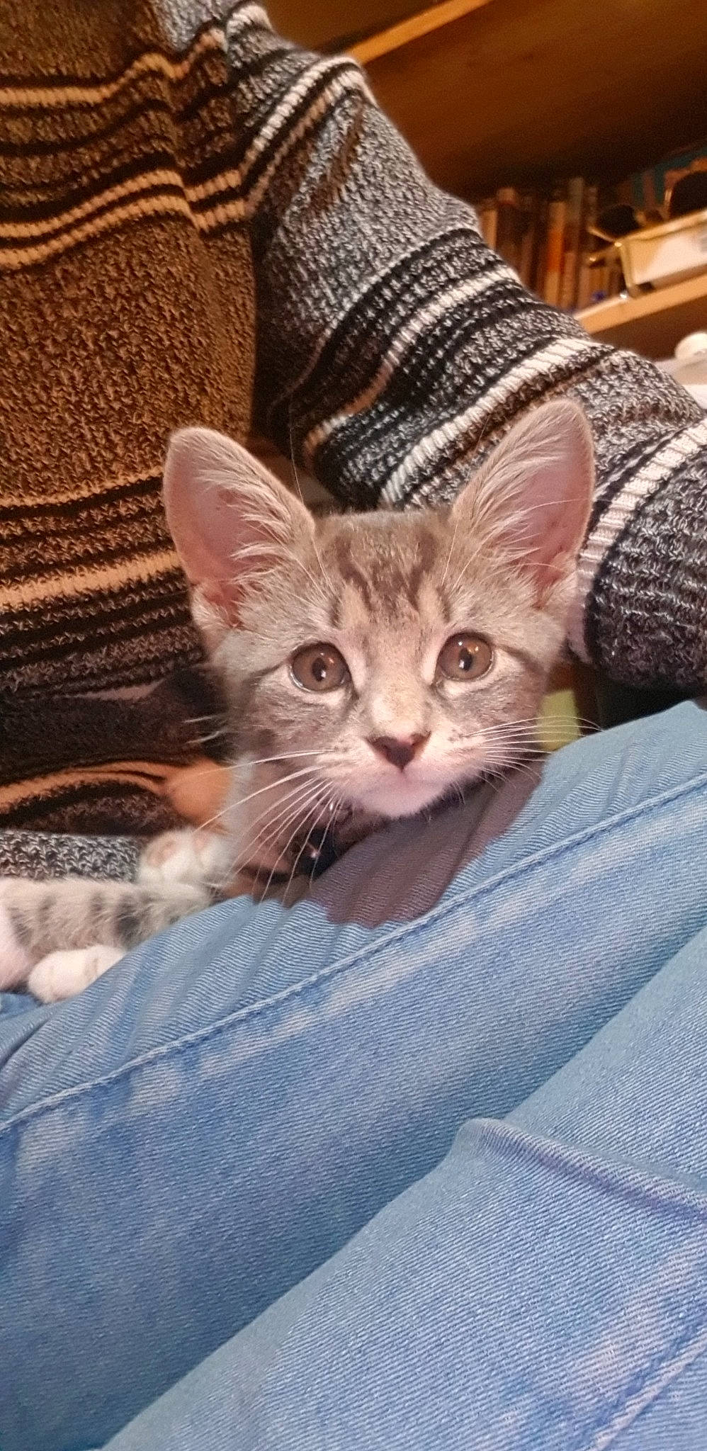 Willow is registered to the contest to win money with this photo: aegean_cat, american_shorthair, arabian_mau, asian, australian_mist, carnivore, cat, domestic_short_haired_cat, dragon_li, egyptian_mau, european_shorthair, fawn, felidae, kitten, mammal, pixie_bob, small_to_medium_sized_cats, tabby_cat, vertebrate, whiskers