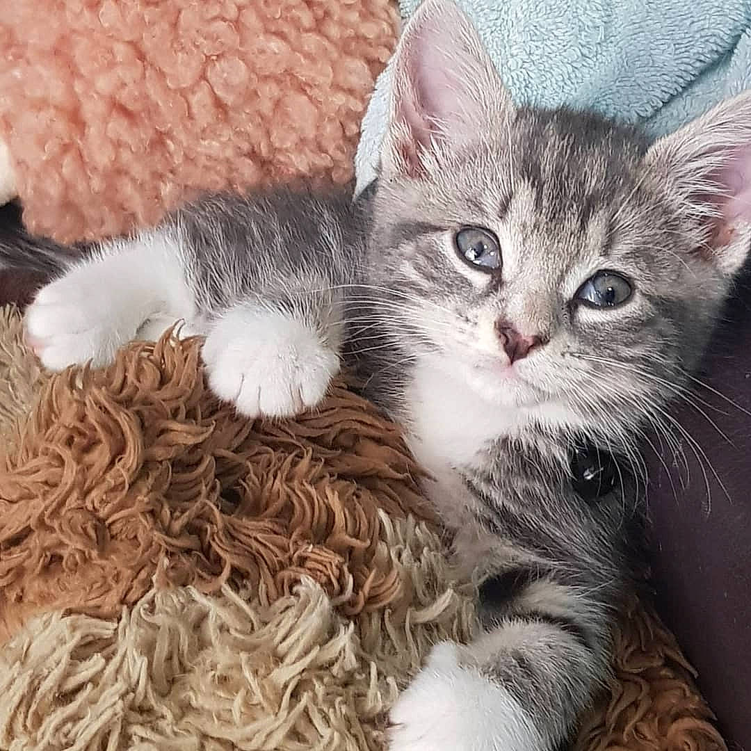 Willow joined the competition — help win amazing prizes! american_curl, american_shorthair, american_wirehair, asian, carnivore, cat, domestic_short_haired_cat, dragon_li, european_shorthair, felidae, kitten, mammal, norwegian_forest_cat, pixie_bob, polydactyl_cat, siberian, small_to_medium_sized_cats, tabby_cat, vertebrate, whiskers