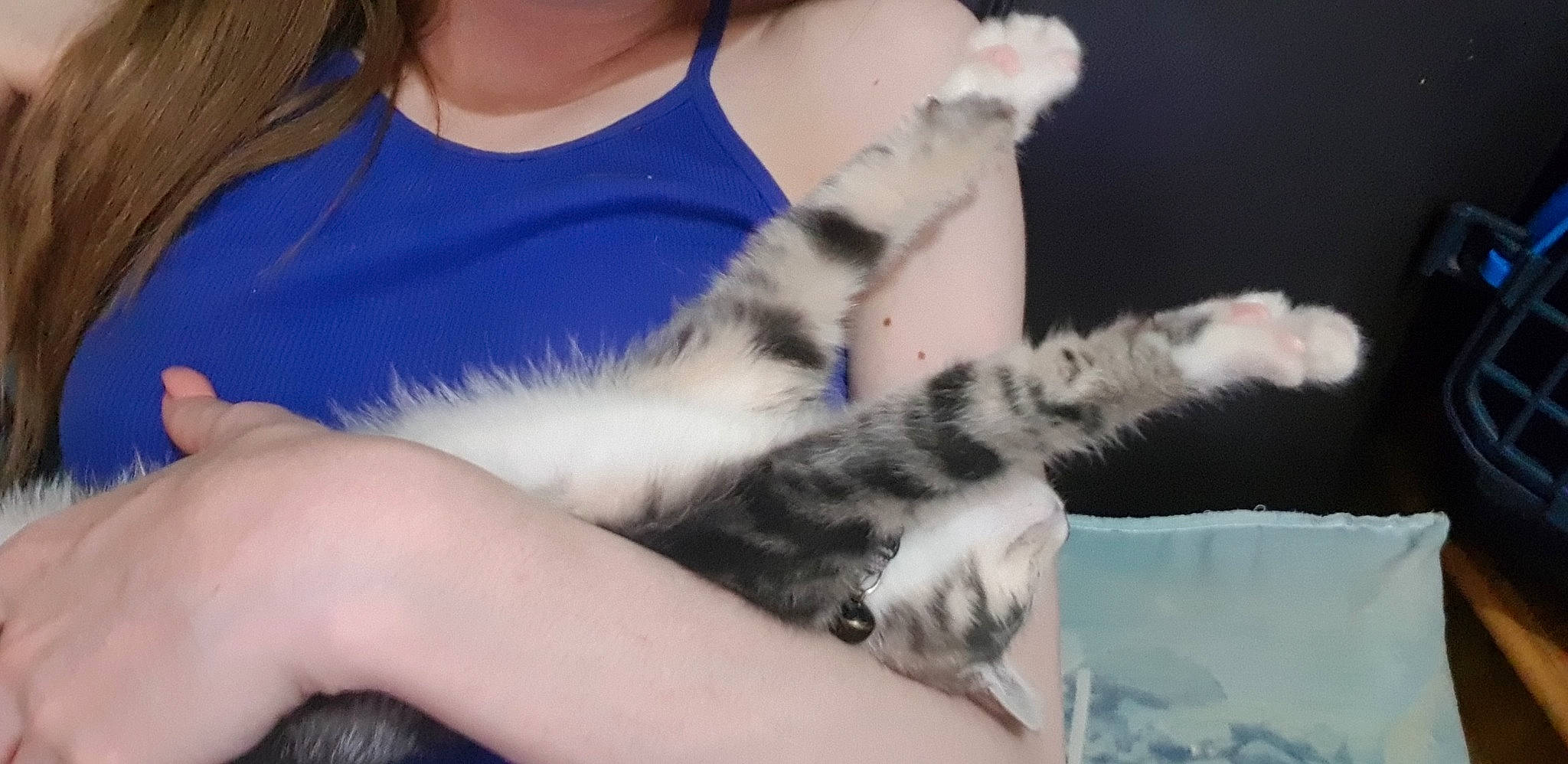 Willow is registered to the contest to win money with this photo: american_shorthair, carnivore, cat, claw, domestic_short_haired_cat, ear, european_shorthair, felidae, fur, hand, kitten, leg, mammal, norwegian_forest_cat, paw, polydactyl_cat, skin, small_to_medium_sized_cats, tail, whiskers