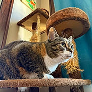 Eevee is registered to the contest to win money with this photo: cat, tabby_cat, pet, feline, indoor, cat_tree, curious, whiskers, paws, fur, closeup, portrait, animal, houseplant, blue_curtain, painting, wooden_frame, cozy, home, scratched_cat_tree