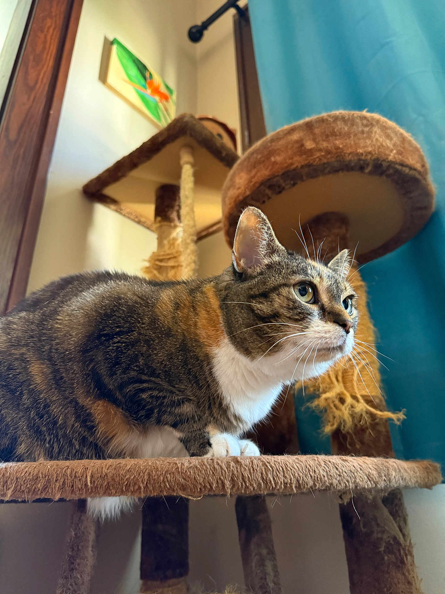 Eevee is registered to the contest to win money with this photo: cat, tabby_cat, pet, feline, indoor, cat_tree, curious, whiskers, paws, fur, closeup, portrait, animal, houseplant, blue_curtain, painting, wooden_frame, cozy, home, scratched_cat_tree