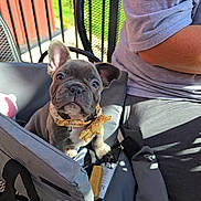 Kalani is registered to the contest to win money with this photo: dog, puppy, french_bulldog, bow_tie, carrier, chair, outdoor, person, gray_shirt, metal_chair, sunlight, pet, pet_accessory, pet_carrier, animal, cute, sitting, portrait, pet_portrait, pet_owner