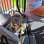 dog, puppy, french_bulldog, bow_tie, carrier, chair, outdoor, person, gray_shirt, metal_chair, sunlight, pet, pet_accessory, pet_carrier, animal, cute, sitting, portrait, pet_portrait, pet_owner