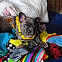 Kalani is registered to the contest to win money with this photo: puppy, dog, yellow_harness, plush_toys, colorful, blanket, indoor, cute, pet, young_dog, soft_toys, cozy, playful, resting, animal, portrait, looking_at_camera, fabric, blue_blanket, home
