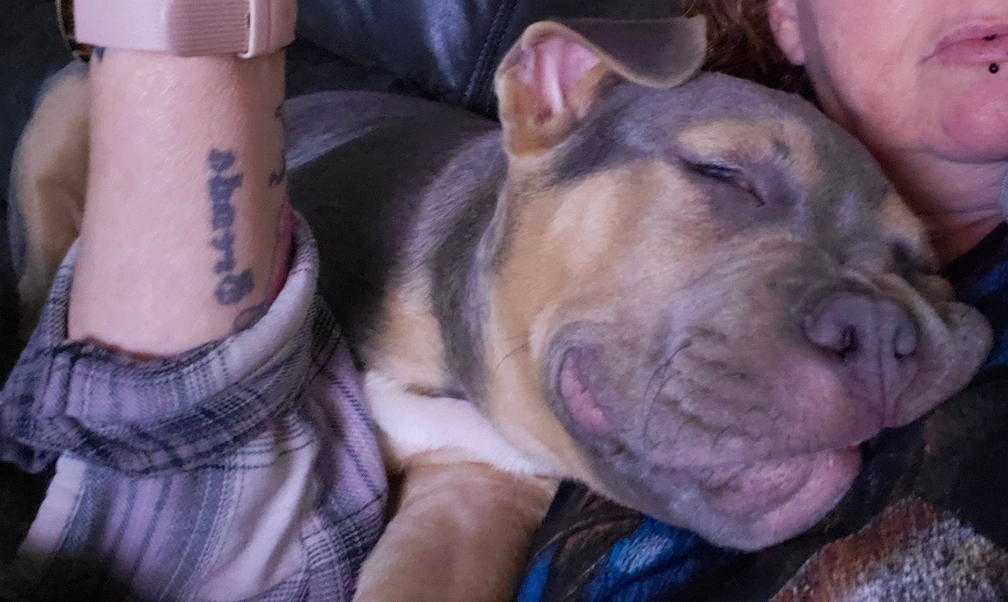 Bronco is registered to the contest to win money with this photo: bracelet, calf, canidae, carnivore, companion_dog, dog, dog_breed, elbow, fawn, human_leg, molosser, snout, sock, sporting_group, temporary_tattoo, terrestrial_animal, thigh, whiskers, wrinkle, wrist