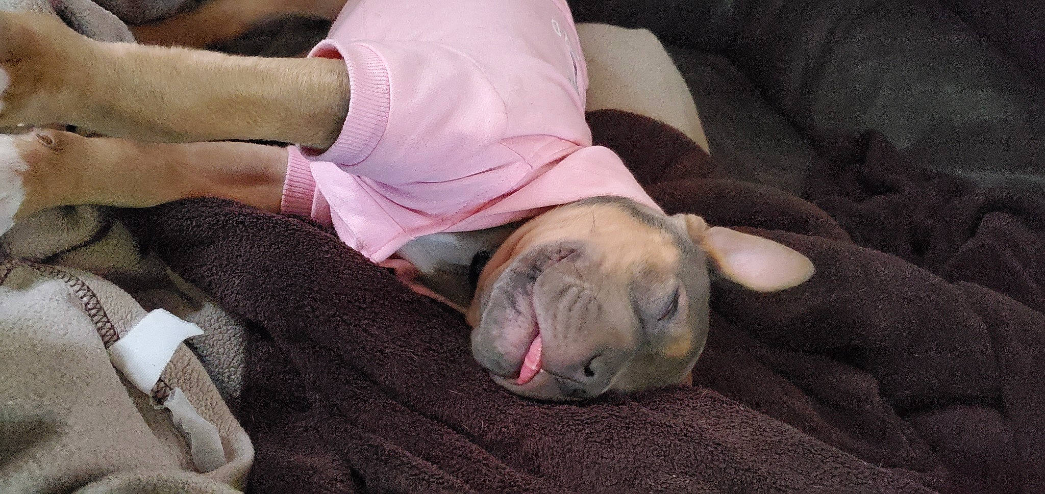 Bronco is registered to the contest to win money with this photo: carnivore, comfort, companion_dog, couch, dog, dog_breed, fawn, fur, furniture, grey, human_leg, knee, leg, linens, snout, thigh, toy_dog, whiskers, wood, wrinkle