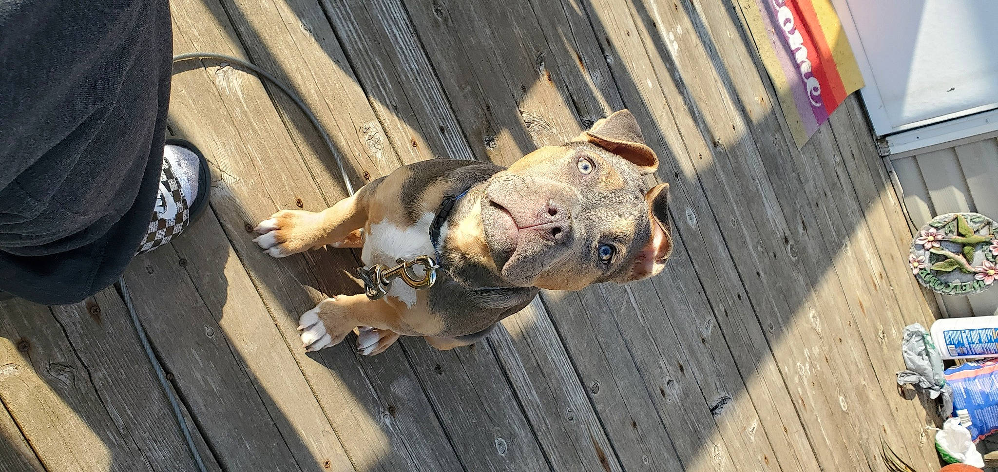 Bronco joined the competition — help win amazing prizes! canidae, carnivore, companion_dog, dog, dog_breed, dog_collar, dog_supply, fawn, flooring, hardwood, leash, pet_supply, plank, snout, sporting_group, toy_dog, wood, wood_stain, working_animal, wrinkle