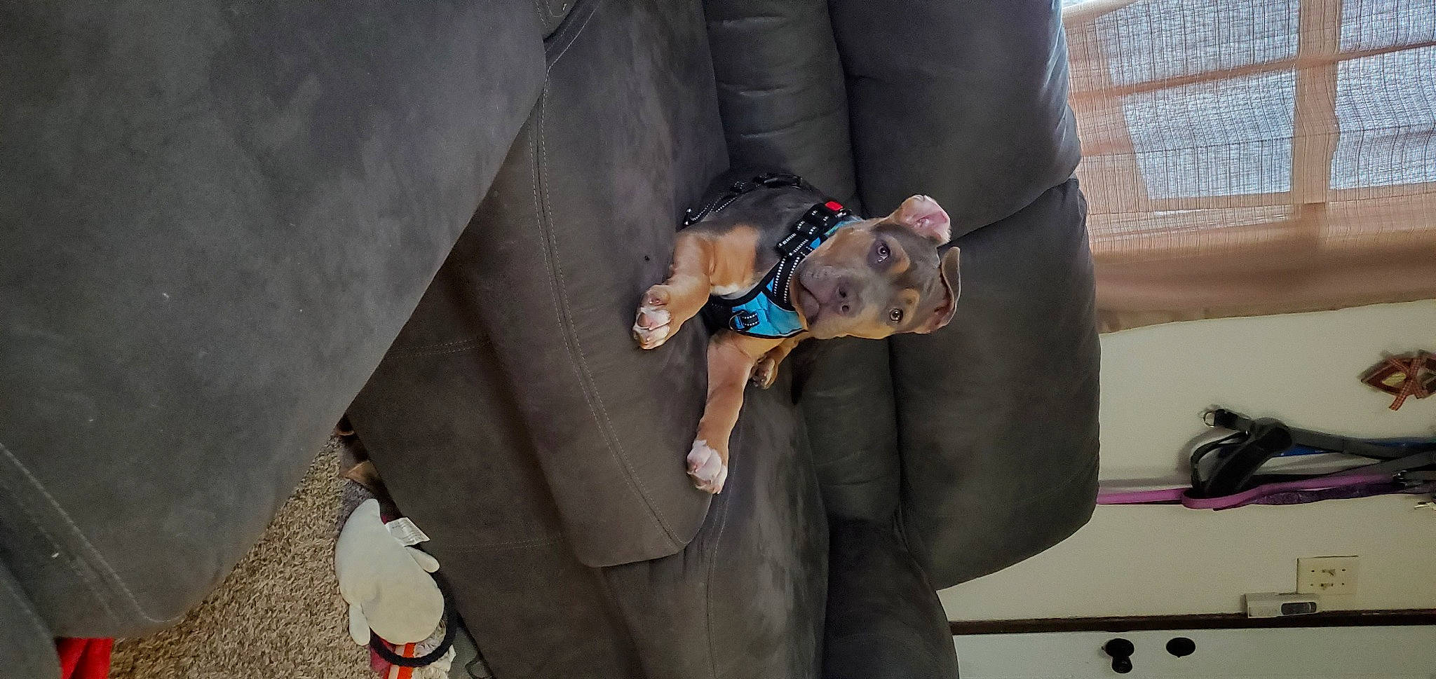 Bronco is registered to the contest to win money with this photo: canidae, carnivore, collar, comfort, companion_dog, concrete, dog, dog_breed, dog_collar, dog_supply, fashion_accessory, fawn, grey, leash, liver, personal_protective_equipment, pet_supply, sporting_group, street_fashion, working_animal