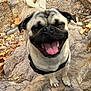 dog, pug, happy, tongue_out, outdoor, rocks, leaves, nature, pet, animal, smiling, closeup, fur, canine, walking, daytime, playful, small_dog, tail, collar