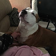 Petie is registered to the contest to win money with this photo: animal, blanket, brown_and_white, chair, close_up, comfort, companion, couch, cozy, dog, domestic, furniture, hand, indoor, living_room, looking_up, pet, relaxation, scratching, soft_texture