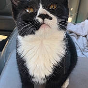 Yo-Yo is registered to the contest to win money with this photo: animal, black_and_white, car_interior, cat, close_up, curious, cute, domestic_cat, eyes, feline, fur, indoor, kitten, paws, pet, seat, sitting, tuxedo_cat, whiskers, young