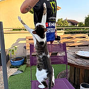 Mushu a rejoint le concours — aidez-le/la à gagner de superbes lots ! backyard, building, cat, chair, fence, grass, hand, outdoor, person, phone, plant, potted_plant, purple, shadow, shirt, sky, sunlight, table, tattoo, wood