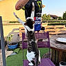 backyard, building, cat, chair, fence, grass, hand, outdoor, person, phone, plant, potted_plant, purple, shadow, shirt, sky, sunlight, table, tattoo, wood