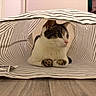 Mushu a rejoint le concours — aidez-le/la à gagner de superbes lots ! animal, black, brown, cat, close_up, cozy, curious, domestic, feline, floor, indoor, paws, pet, pink_nose, relaxed, resting, soft_lighting, striped_fabric, tunnel, white