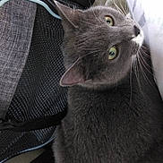 Peaches is registered to the contest to win money with this photo: cat, gray_cat, pet, feline, animal, green_eyes, whiskers, fur, bag, zipper, leather_seat, indoor, closeup, curious, looking_up, texture, cozy, resting, domestic_animal, companion