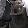 cat, gray_cat, pet, feline, animal, green_eyes, whiskers, fur, bag, zipper, leather_seat, indoor, closeup, curious, looking_up, texture, cozy, resting, domestic_animal, companion