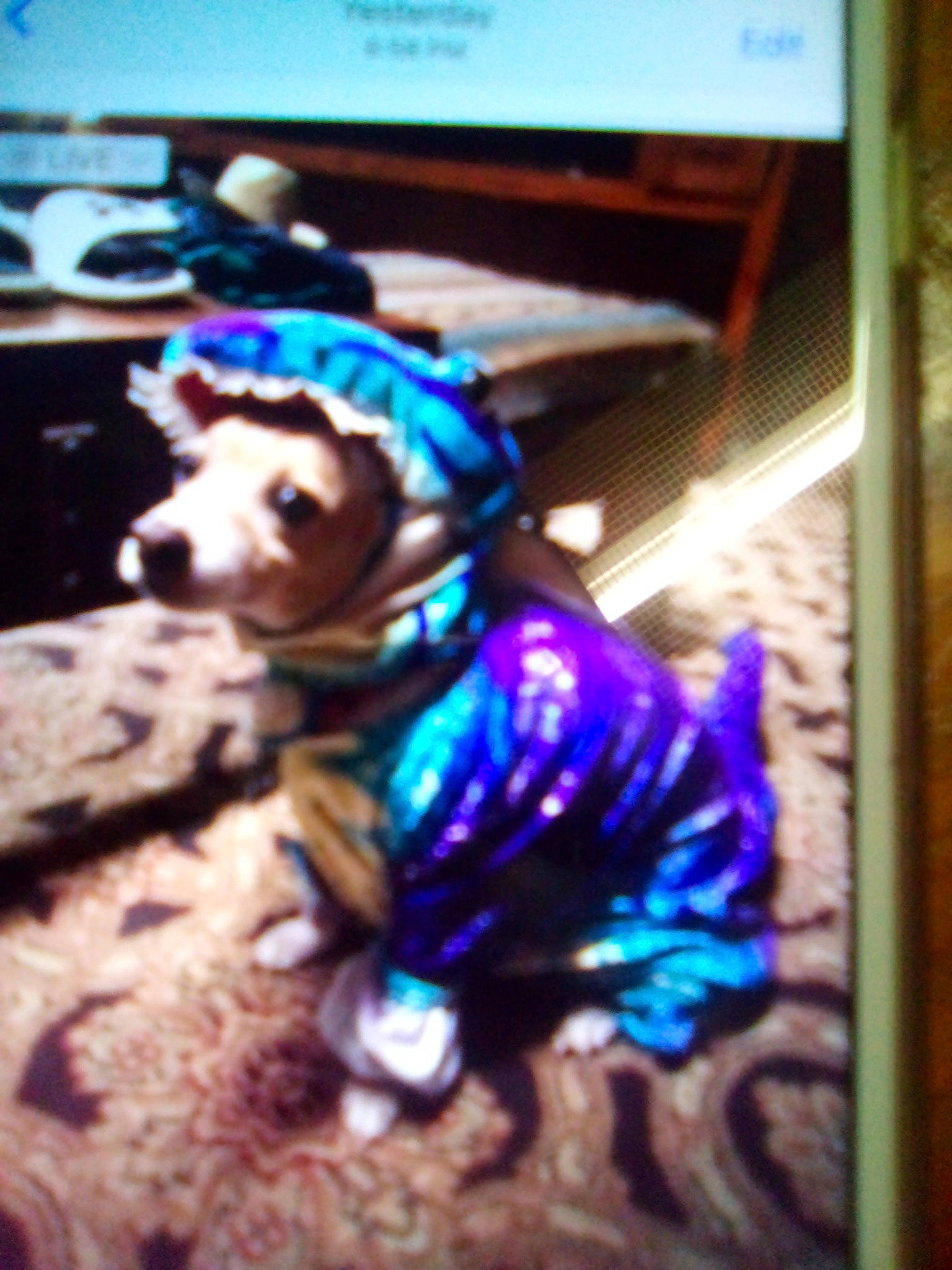 Dexter is registered to the contest to win money with this photo: display_device, electric_blue, fictional_character, flat_panel_display, font, fur, gadget, magenta, multimedia, purple, rectangle, room, square, teddy_bear, toy, visual_arts