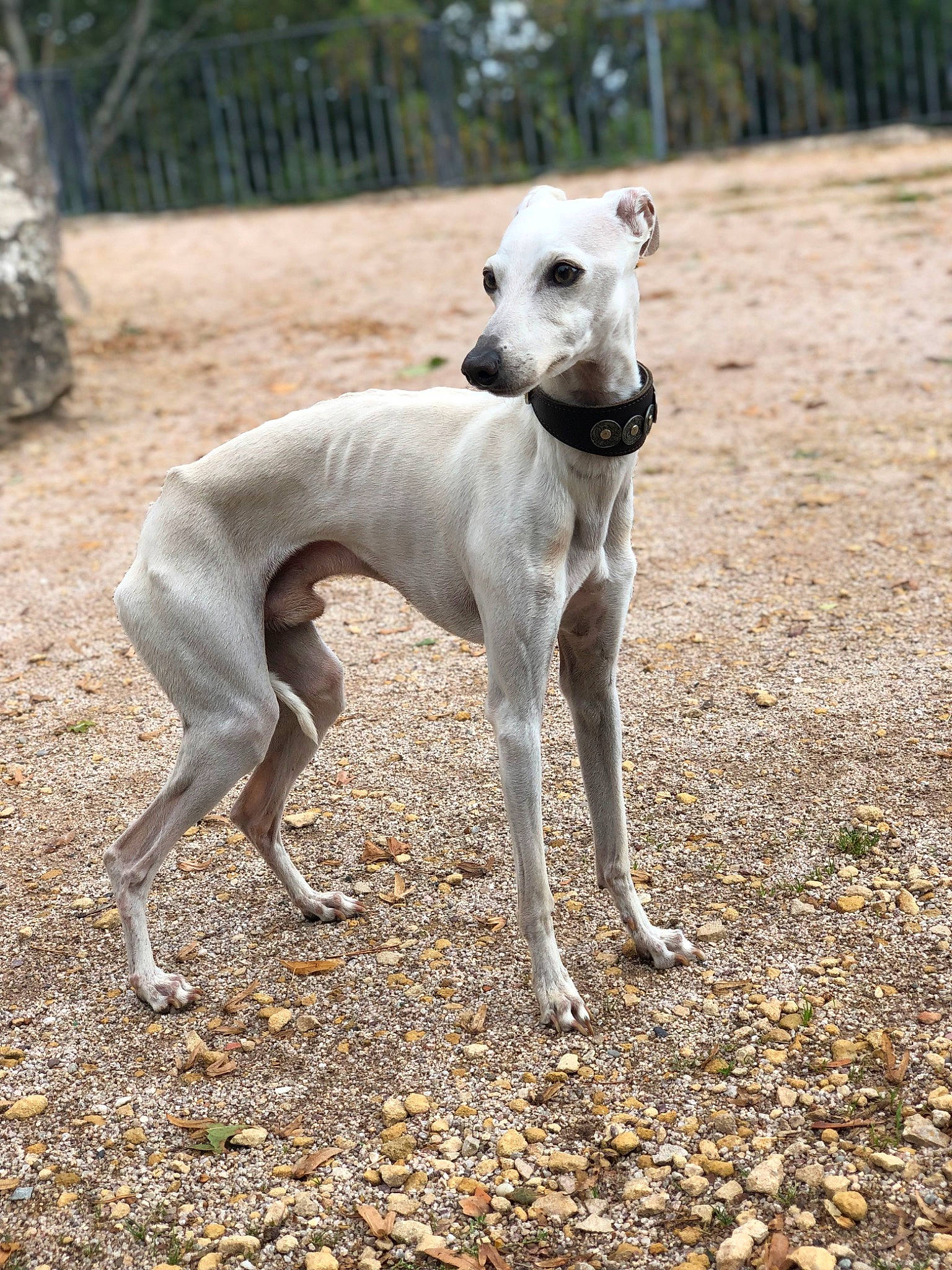 Skywalker participe au concours pour gagner de l'argent avec cette photo : carnivore, companion_dog, dog, dog_breed, dog_supply, fawn, hortaya_borzaya, magyar_agar, mudhol_hound, plant, rampur_greyhound, sighthound, snout, sporting_group, tail, terrestrial_animal, tree, wheel, wood, working_animal