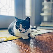Max is registered to the contest to win money with this photo: cat, black_and_white, indoor, wooden_floor, rug, natural_light, window, pet, animal, relaxing, fur, whiskers, ears, eyes, paws, home, cozy, domestic, quiet, flooring