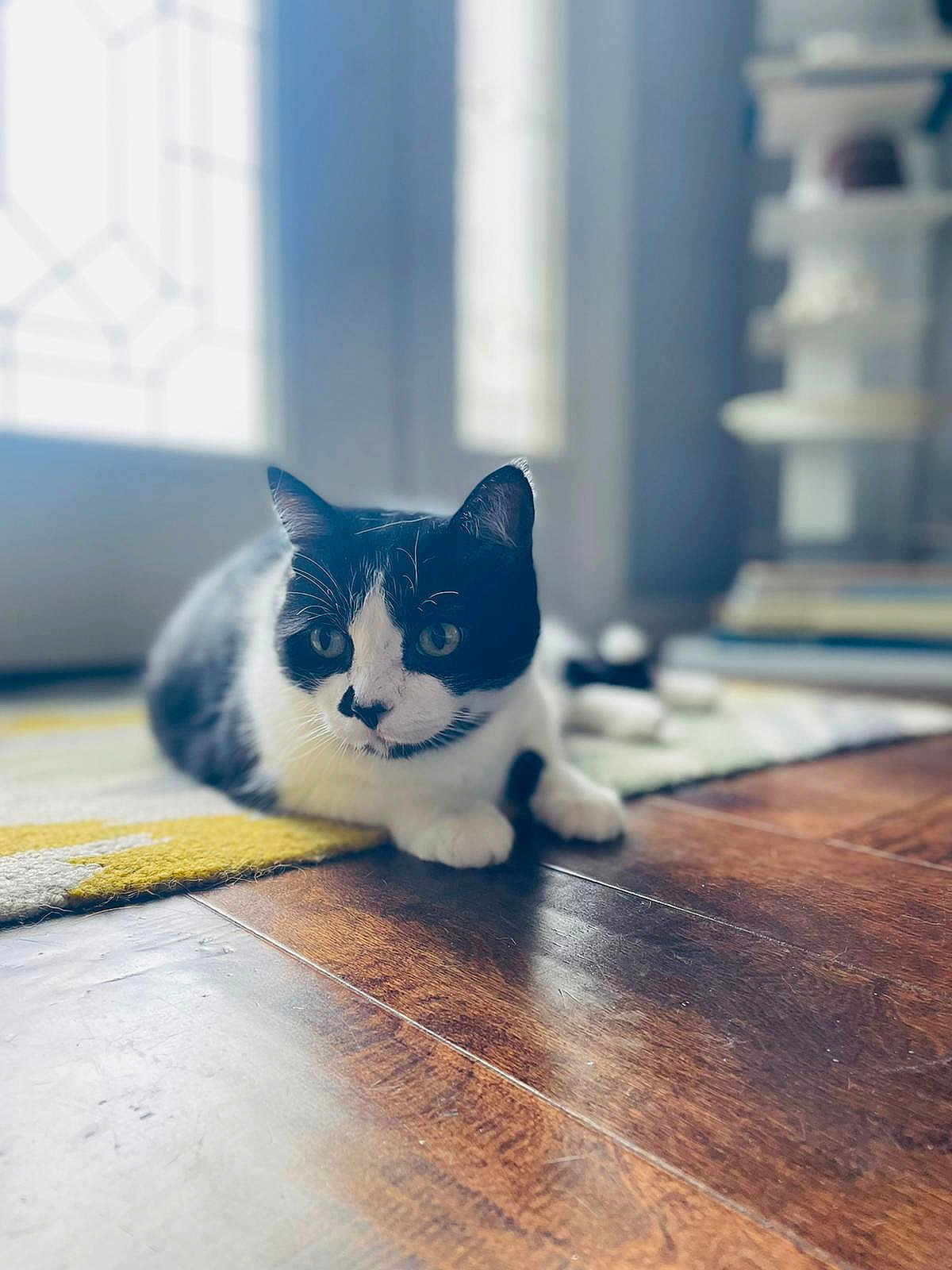 Max is registered to the contest to win money with this photo: cat, black_and_white, indoor, wooden_floor, rug, natural_light, window, pet, animal, relaxing, fur, whiskers, ears, eyes, paws, home, cozy, domestic, quiet, flooring
