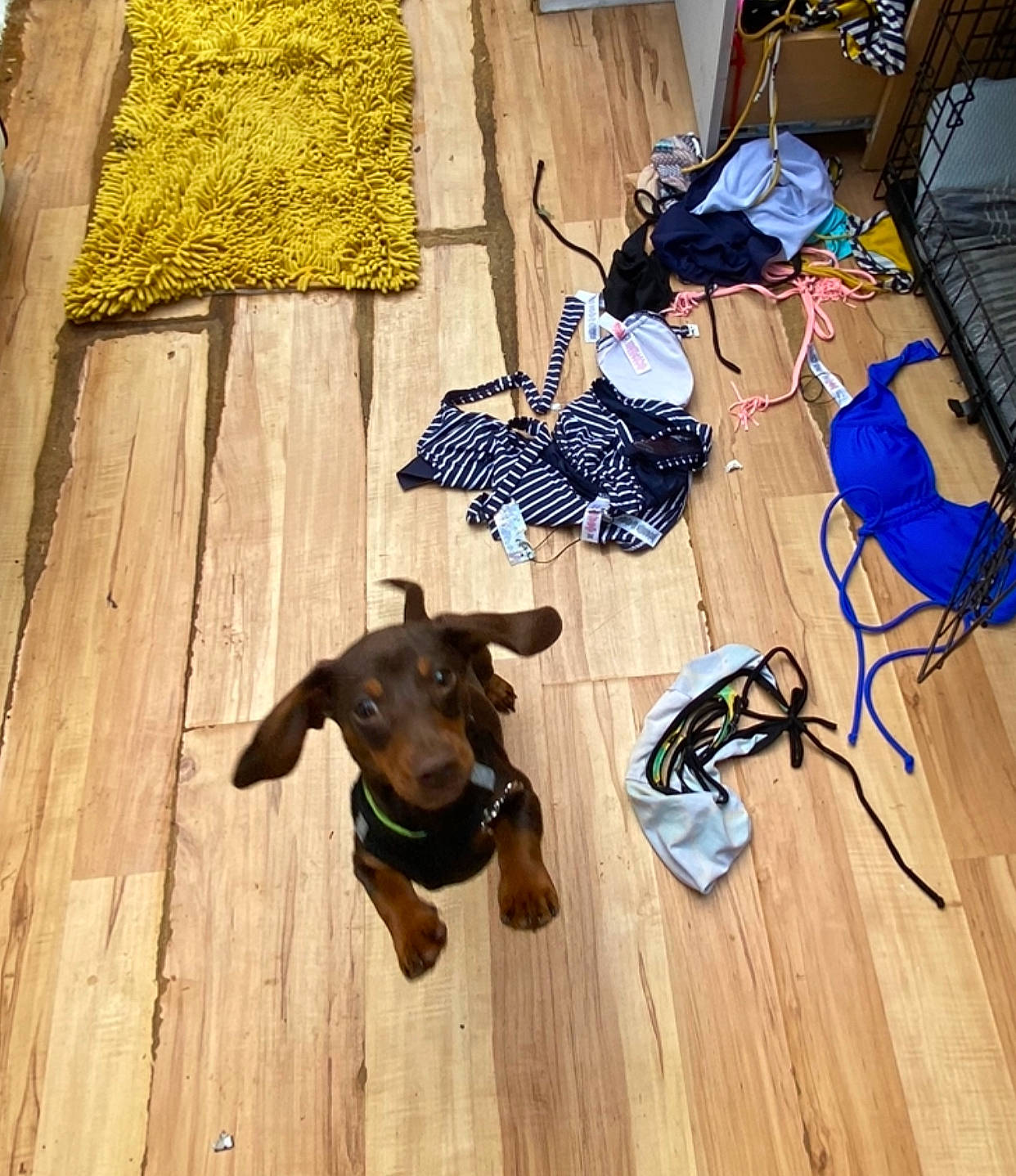 Banjo Beans joined the competition — help win amazing prizes! brown, carnivore, comfort, companion_dog, dog, dog_breed, dog_supply, electric_blue, fawn, floor, flooring, hardwood, laminate_flooring, pet_supply, sporting_group, tail, wood, wood_flooring, wood_stain, working_animal