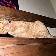Baby K joined the competition — help win amazing prizes! cat, orange_tabby, licking, wooden_shelf, indoor, pet, animal, tongue, playful, fur, whiskers, collar, feline, eyes, head, wall, poster, domestic_cat, closeup, tongue_out