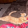 Baby K is registered to the contest to win money with this photo: cat, orange_tabby, couch, blanket, indoor, furniture, relaxing, sleeping, striped, pet, collar, paws, tail, carpet, sandals, wooden_wall, cozy, home, rest, domestic_animal