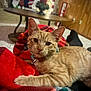 Baby K is registered to the contest to win money with this photo: cat, orange_tabby, blanket, plaid, indoor, cozy, holiday, stockings, lights, table, carpet, relaxed, pet, feline, collar, home, warm, resting, cute, domestic_animal