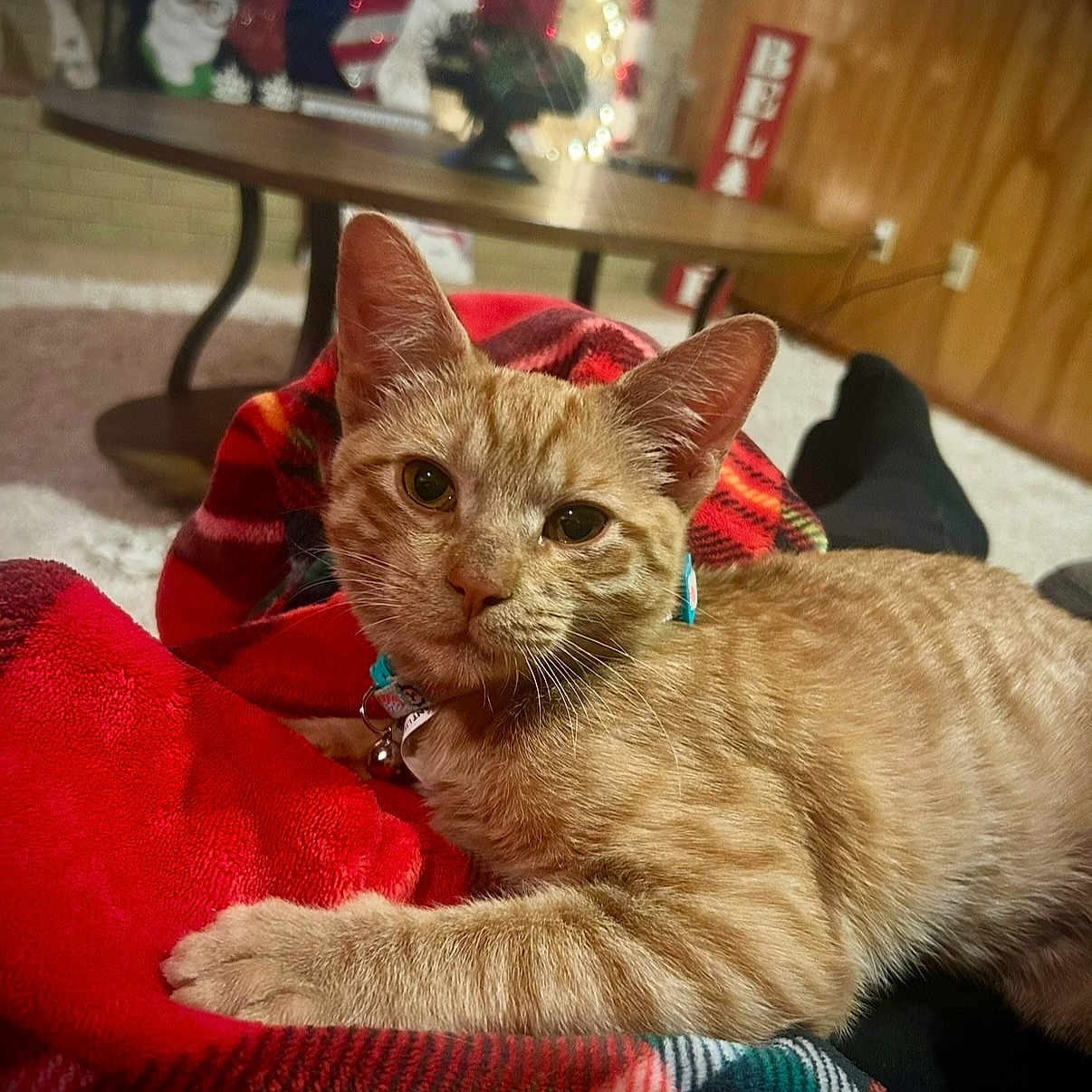 Baby K is registered to the contest to win money with this photo: blanket, carpet, cat, collar, cozy, cute, domestic_animal, feline, holiday, home, indoor, lights, orange_tabby, pet, plaid, relaxed, resting, stockings, table, warm