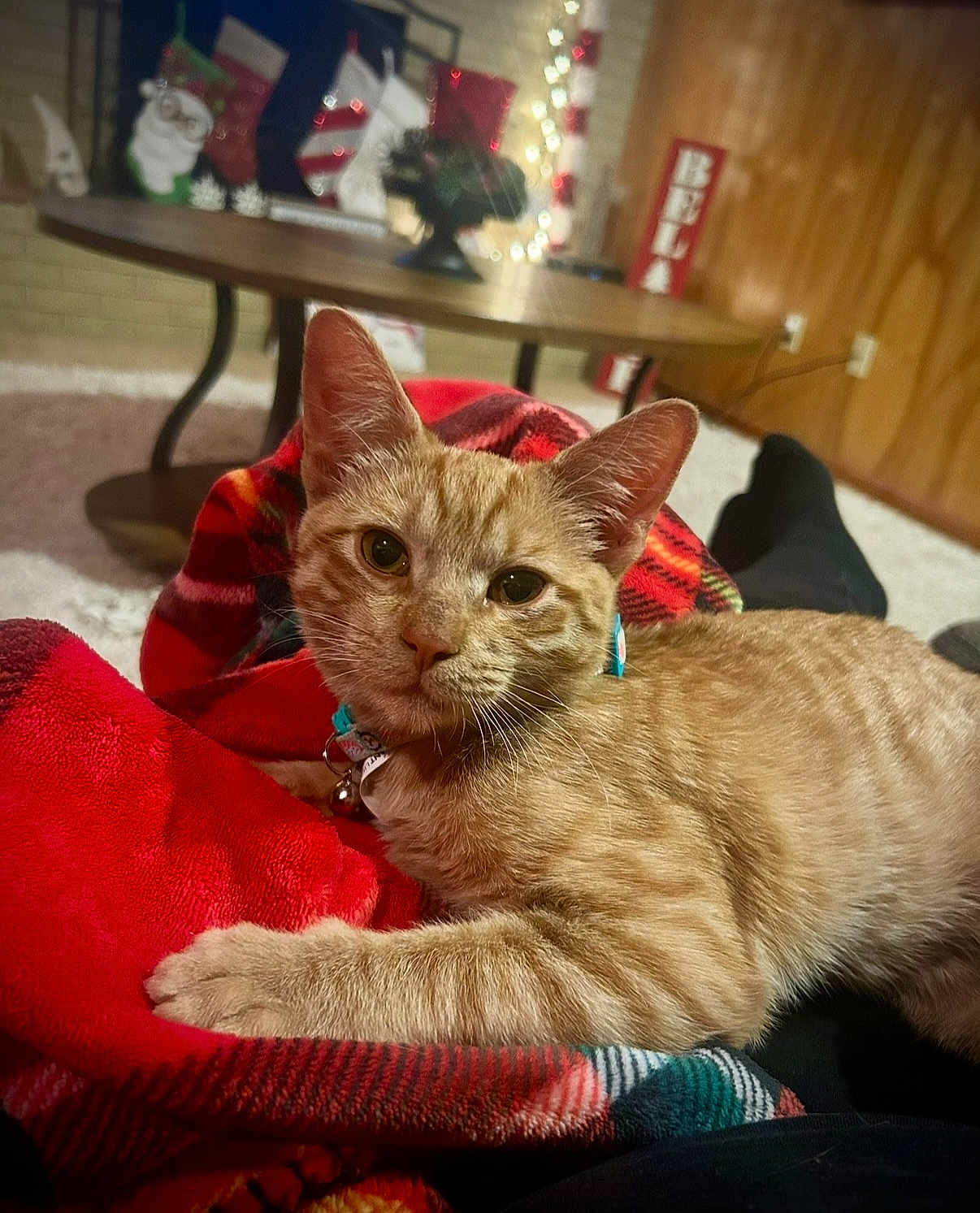 Baby K is registered to the contest to win money with this photo: cat, orange_tabby, blanket, plaid, indoor, cozy, holiday, stockings, lights, table, carpet, relaxed, pet, feline, collar, home, warm, resting, cute, domestic_animal