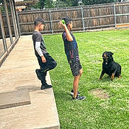 Max is registered to the contest to win money with this photo: boy, backyard, grass, dog, rottweiler, fence, ball, throwing, playing, concrete, sidewalk, tree, summer, casual_clothing, outdoor, pet, waiting, child, green_ball, leisure