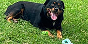 Max joined the competition — help win amazing prizes! dog, rottweiler, grass, outdoor, pet, animal, playful, tongue_out, toy, greenery, canine, summer, happy, lying_down, nature, mammal, domestic_animal, fur, collar, daylight
