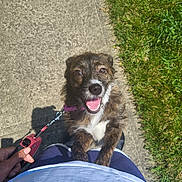Nyla joined the competition — help win amazing prizes! dog, brindle, happy, tongue_out, leash, hand, person, sidewalk, grass, sunny, outdoor, pet, canine, playing, walking, smiling, closeup, paw, casual_clothing, daylight