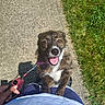 dog, brindle, happy, tongue_out, leash, hand, person, sidewalk, grass, sunny, outdoor, pet, canine, playing, walking, smiling, closeup, paw, casual_clothing, daylight