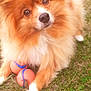 dog, orange_dog, fluffy, grass, toy, ball, pet, animal, outdoor, playful, cute, fur, brown_eyes, paw, canine, nature, summer, friendly, domestic_animal, closeup