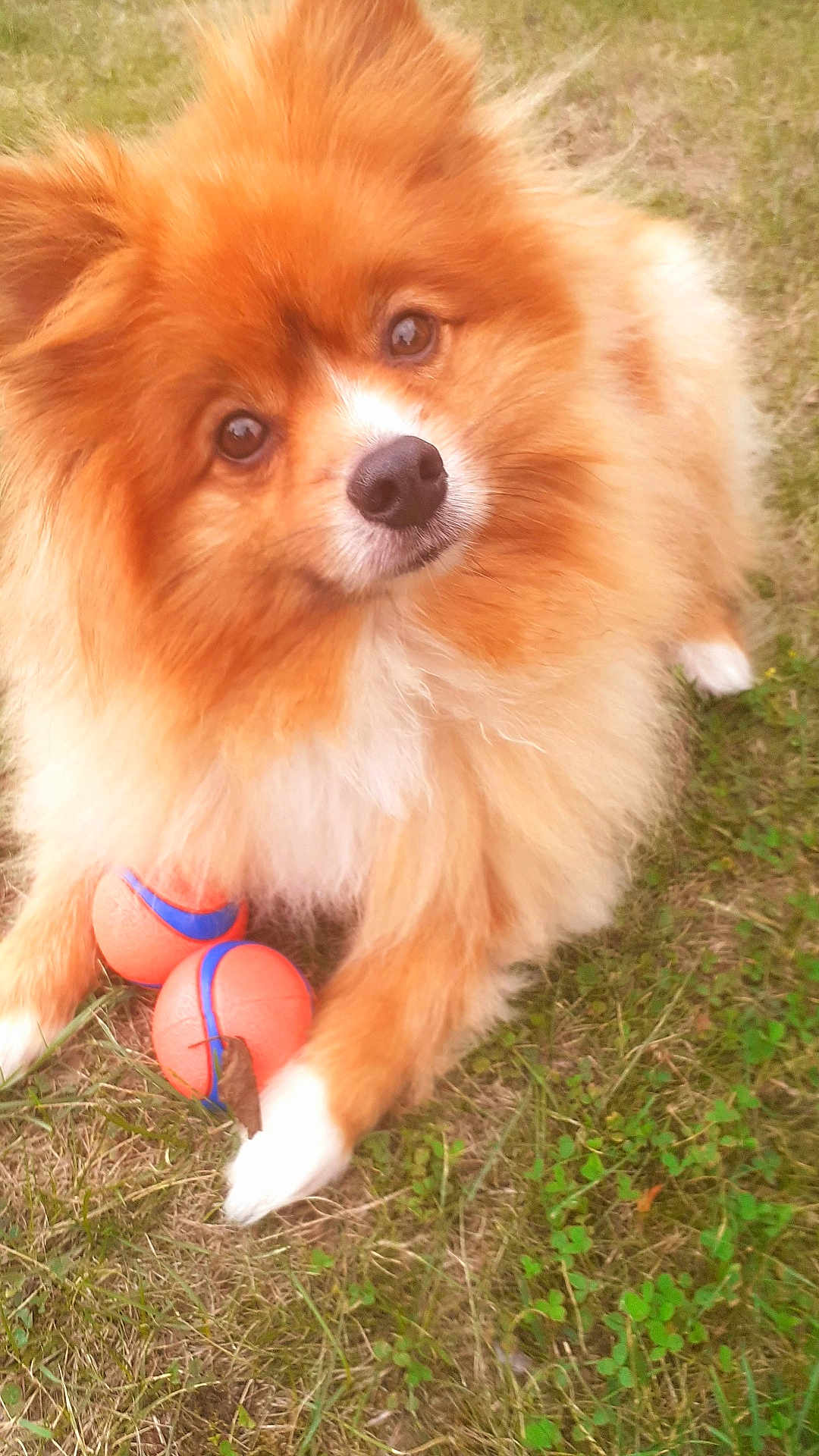Tommy participe au concours pour gagner de l'argent avec cette photo : dog, orange_dog, fluffy, grass, toy, ball, pet, animal, outdoor, playful, cute, fur, brown_eyes, paw, canine, nature, summer, friendly, domestic_animal, closeup