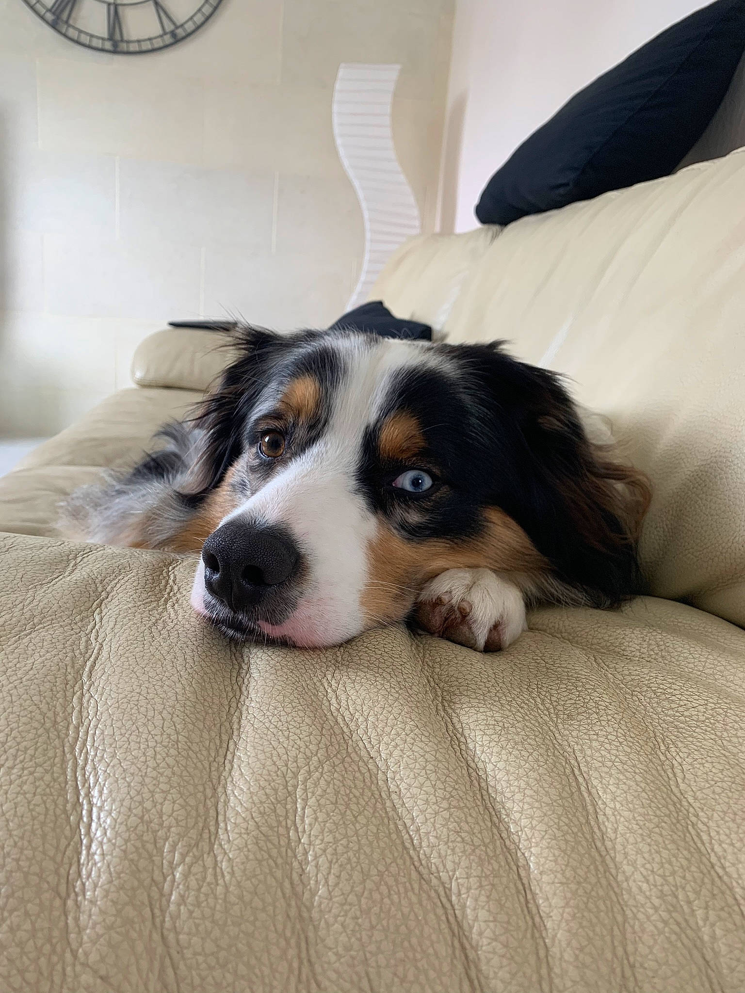 Obiwan participe au concours pour gagner de l'argent avec cette photo : bored, carnivore, comfort, companion_dog, couch, dog, dog_breed, door, flooring, fur, herding_dog, linens, living_room, mechanical_fan, picture_frame, terrestrial_animal, whiskers, working_animal, working_dog