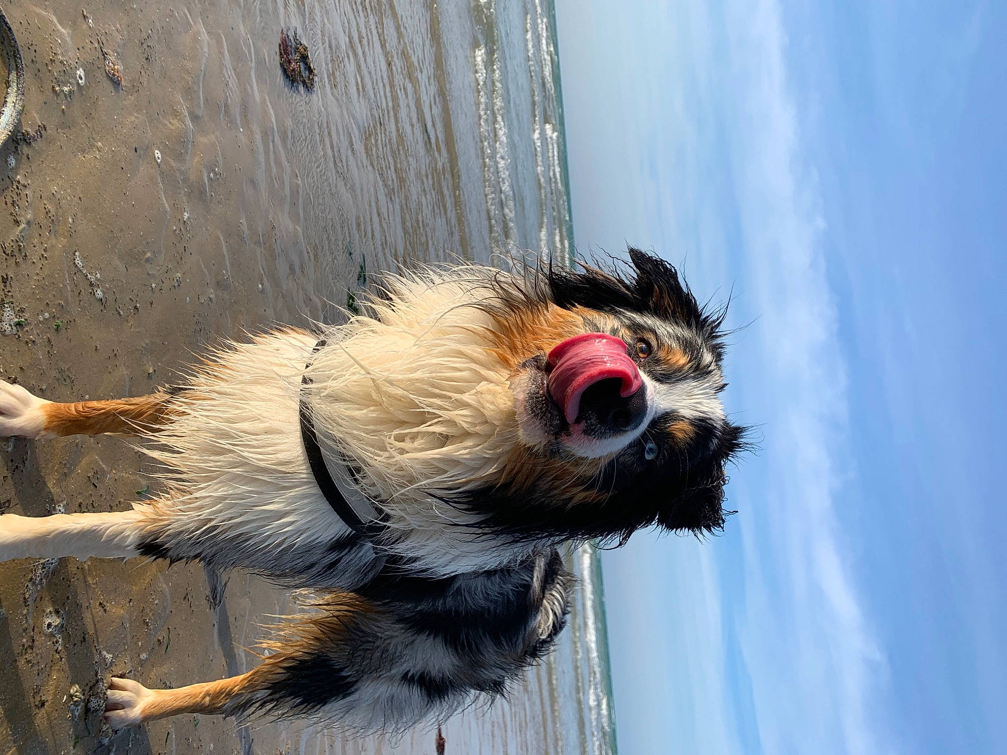 Obiwan participe au concours pour gagner de l'argent avec cette photo : beak, carnivore, cloud, companion_dog, dog, dog_breed, eye, eyewear, fang, fawn, hair, head, jaw, roar, sky, snout, terrestrial_animal, water, whiskers, wing